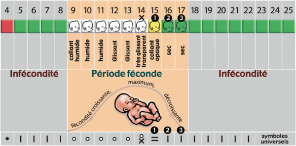 Connaître le Moment de L'ovulation – gynecodyali
